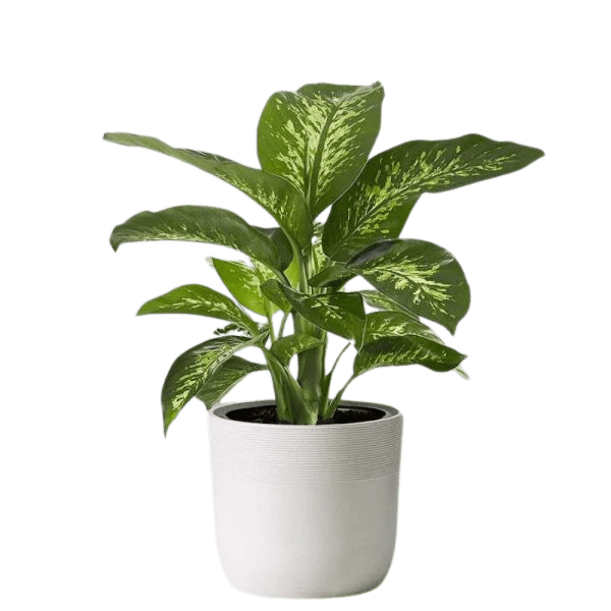 Dumb Cane - Dieffenbachia Plant | Bloomspace Australia