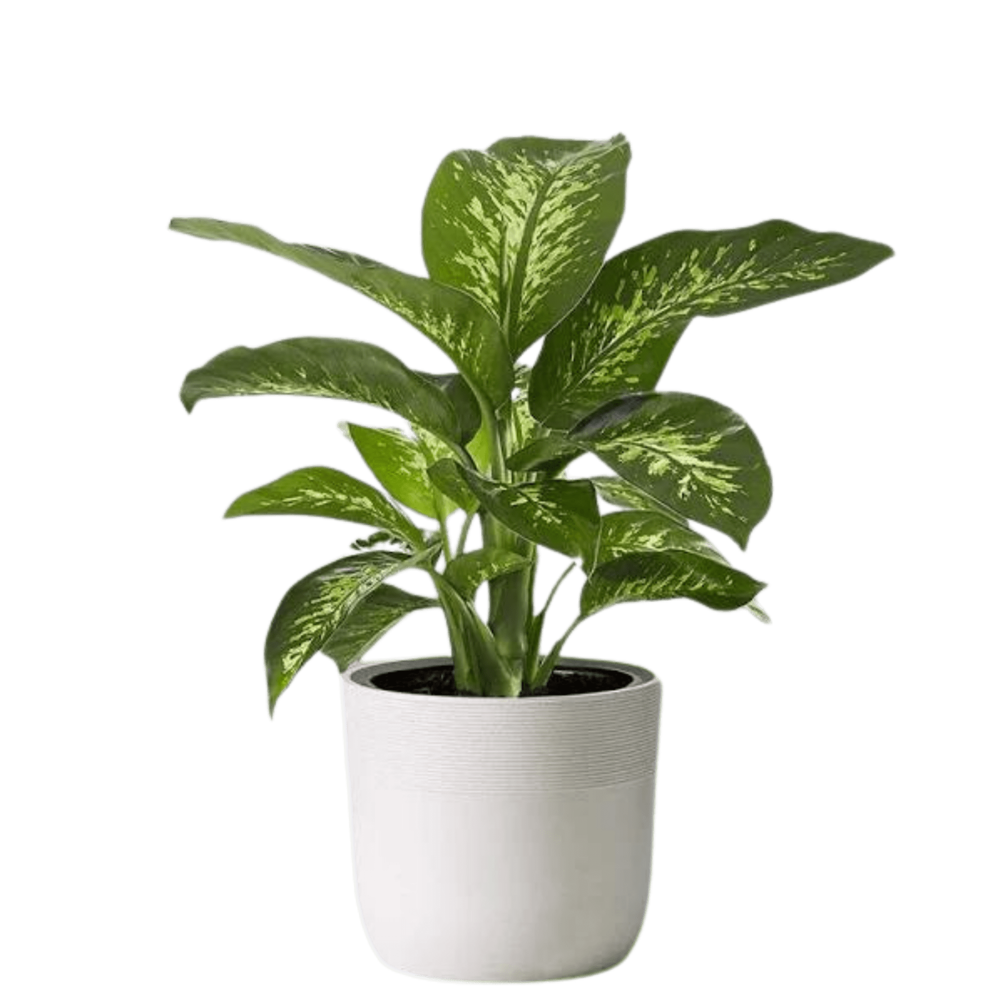 image of dumb cane dieffenbachia