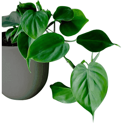 image of heartleaf philodendron plant in grey pot