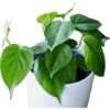 image of smallheartleaf philodendron on white pot