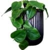 image of heartleaf philodendron plant in black pot