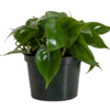 Heartleaf Philodendron