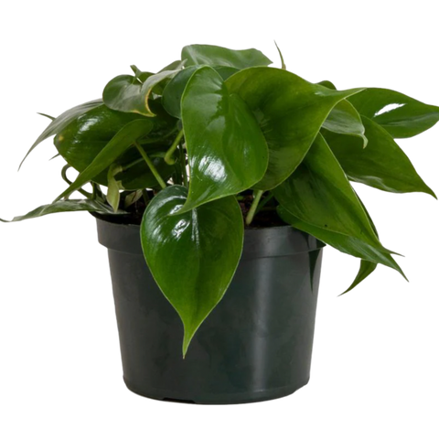 Heartleaf Philodendron